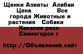 Щенки Азиаты (Алабаи) › Цена ­ 20 000 - Все города Животные и растения » Собаки   . Хакасия респ.,Саяногорск г.